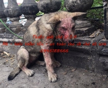 Phân biệt ghẻ ở chó 